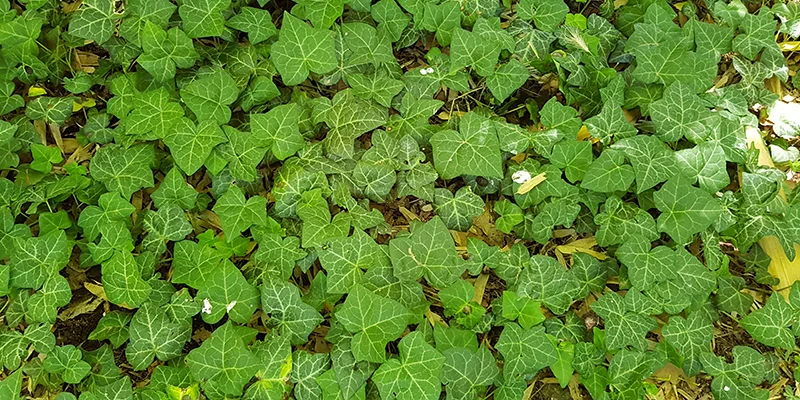 contaminación de las plantas